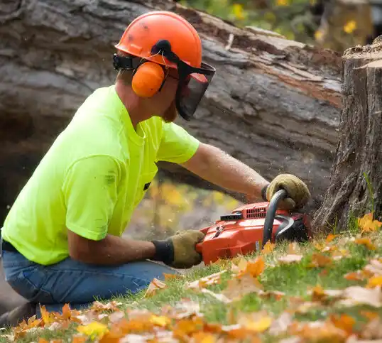 tree services Mandaree